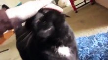 Fritz the loudest purring cat in the world