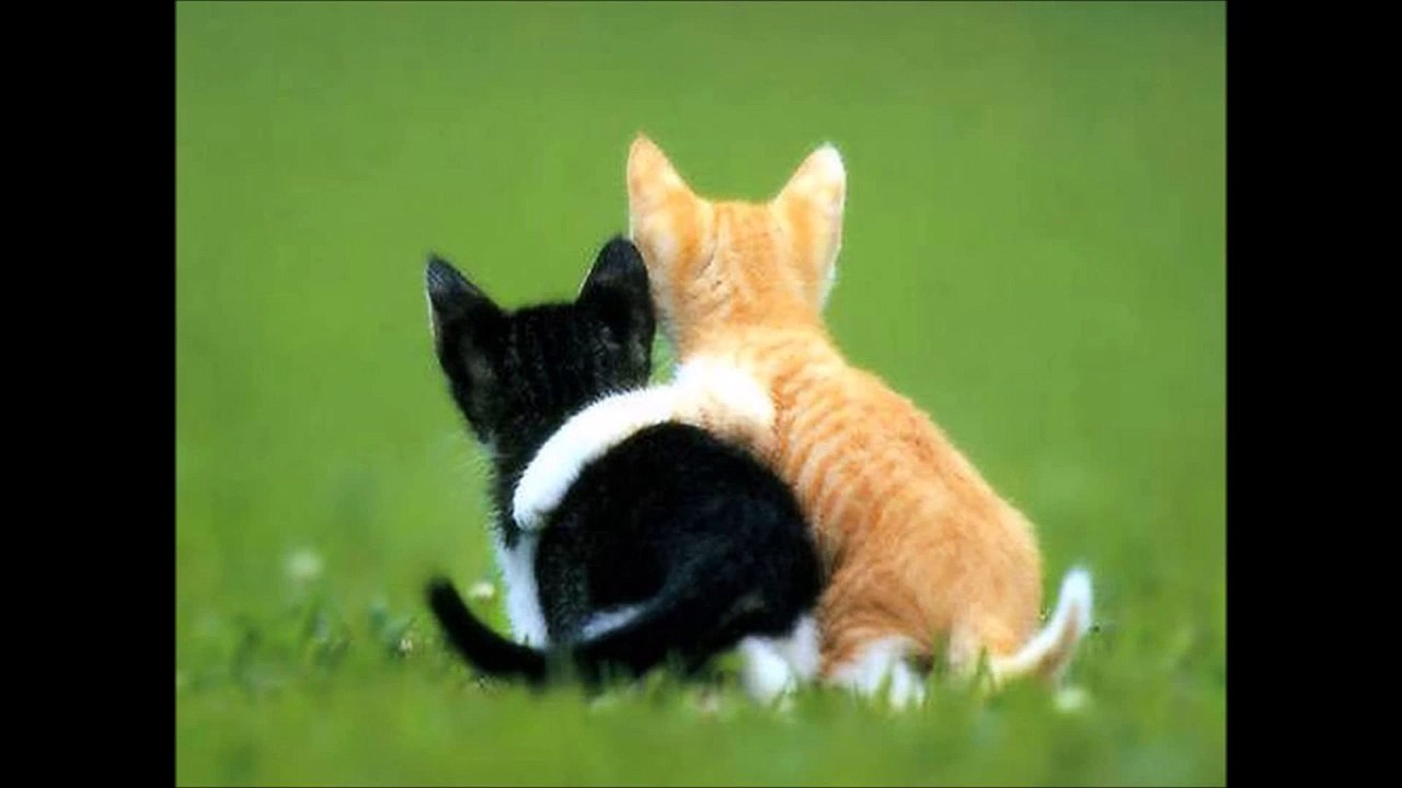 funny and cute animals
