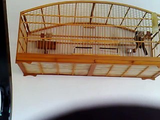 Trinca ferro repetidor martelo 2º