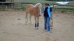 Mein Pferd und ich bei der freien Bodenarbeit