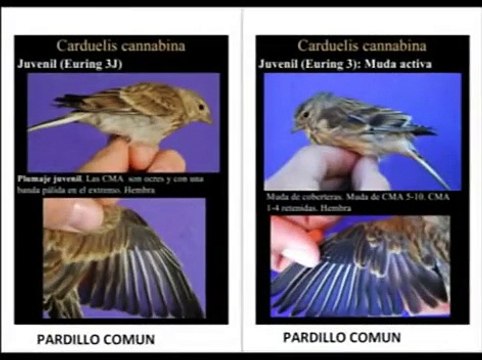 AVES SILVESTRES FICHAS CON CANTO CAMPERO DE JILGUERO