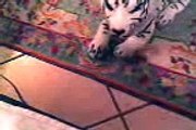 gatto impazzito per un pupazzo di tigre