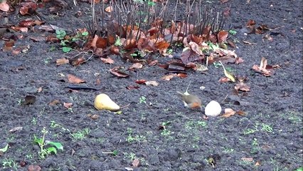 Video For Cats: Robin, Blackbird & Magpie