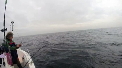 Ein Lachs bei Rügen