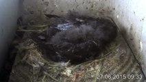 27.6.-9:17-1:13 Mauersegler - Kamera im Nistkasten - 2 Junge (REPLAY)