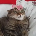 Cat goes crazy because of a simple flower