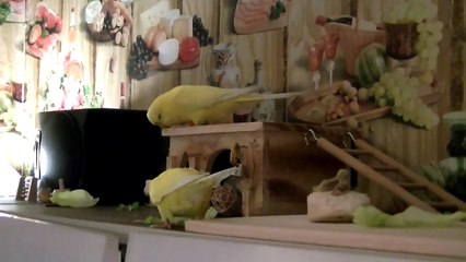 Hamster-Häuschen-Action am Spiele-Areal