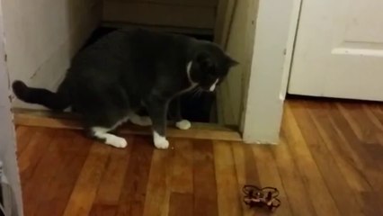 Just A Bunch Of Scaredy Cats!