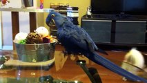 Ivy the hyacinth macaw plays on the coffee table