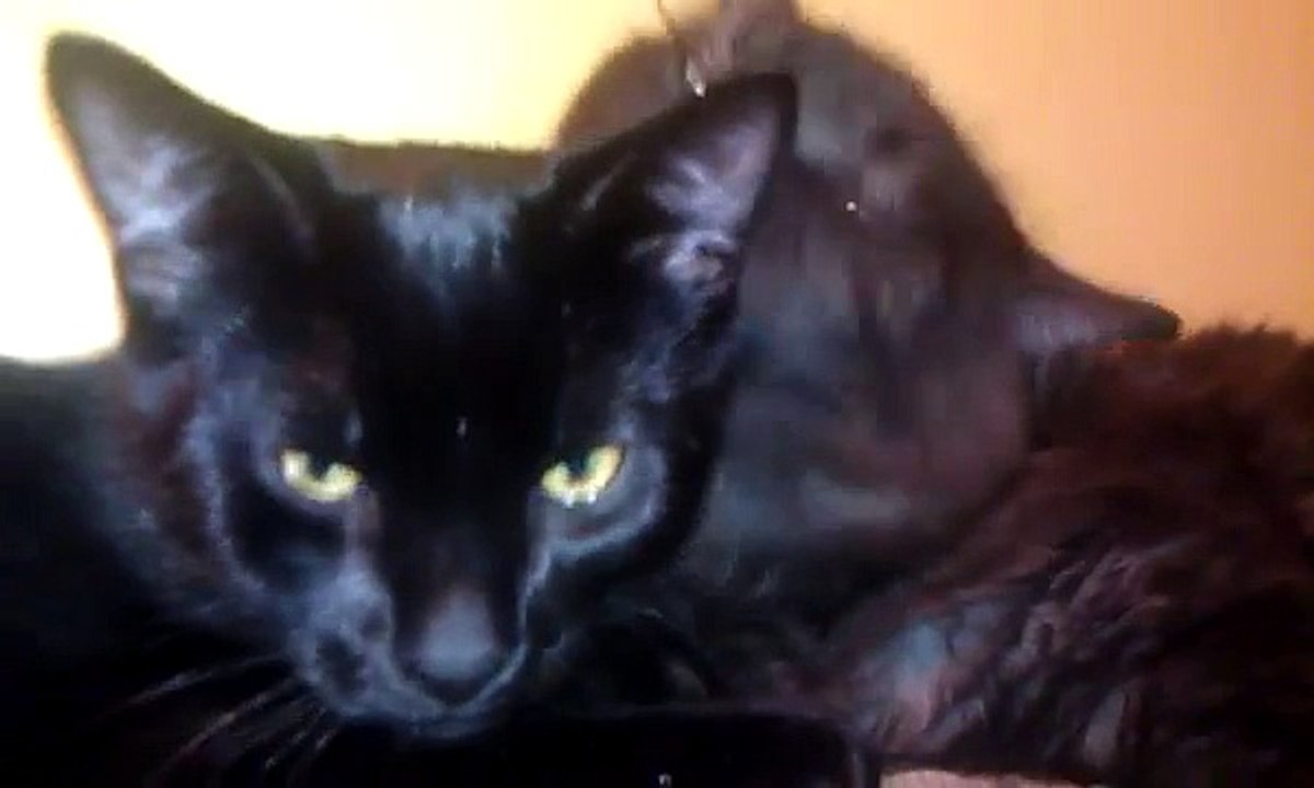 Weird Shit #4 Black Pussy Licking