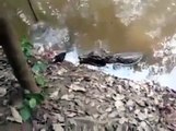 Alligator electrocuté et tué par une anguille