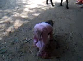 My baby getting hit by a goat