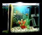 MOLLY FISH Giving Birth to 100 baby mollies within 2 hours !!! (Good Quality Video)