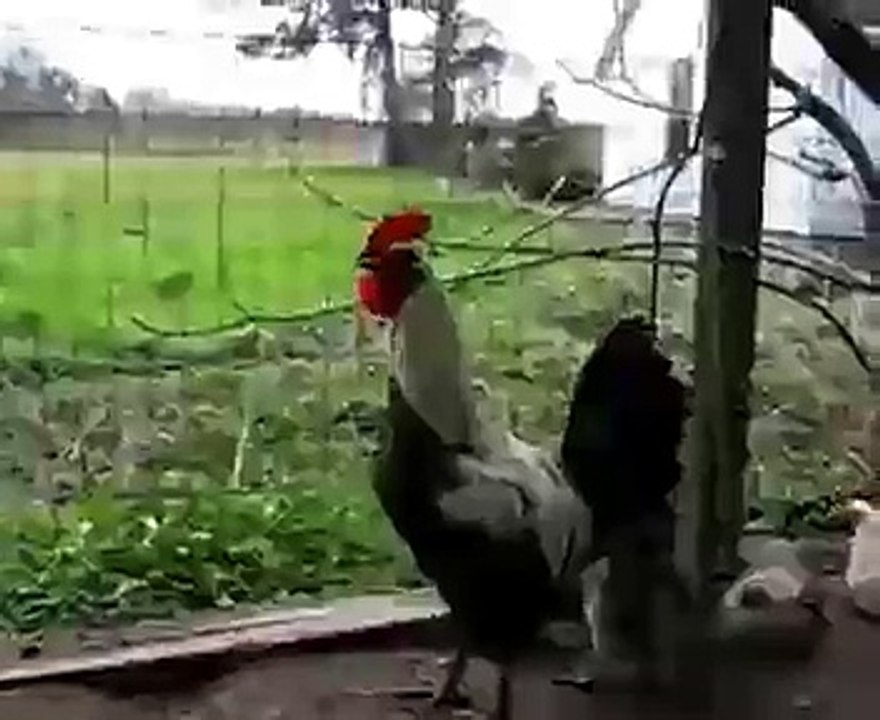 El mejor Gallo Despertador del mundo
