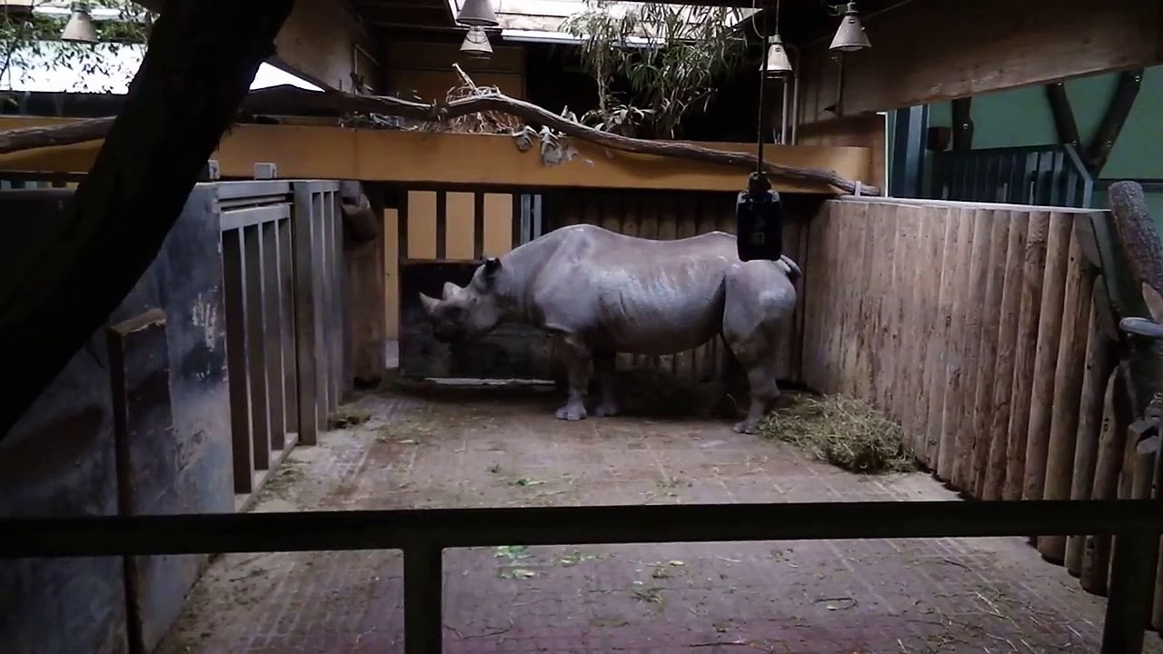 Nashorn pinkelt