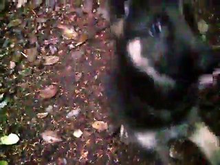 German Shepherd pup goes for his first walk on the trails.