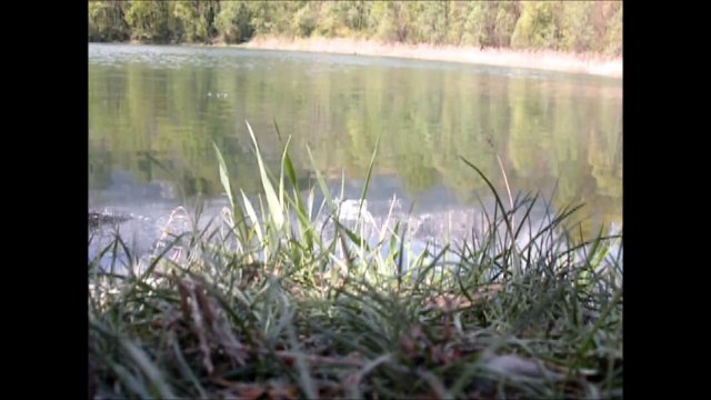 Big Carp Fishing! Pêche de la carpe démonstration.