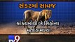 7 lions found dead after heavy rain leads to flooding - Tv9 Gujarati