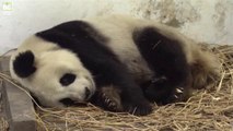 Pandanın Doğum Anı