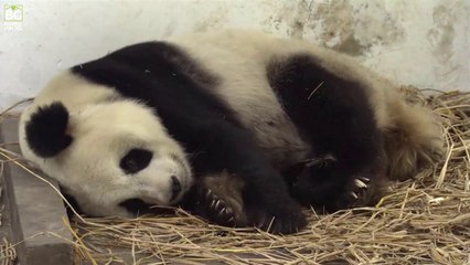 Pandanın Doğum Anı