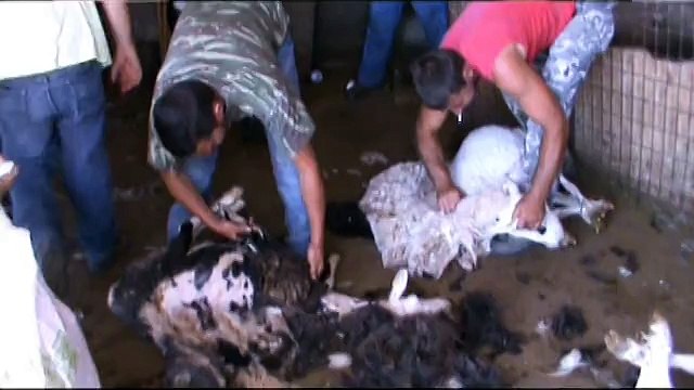 Les moutons de Manolis Agios Ioannis