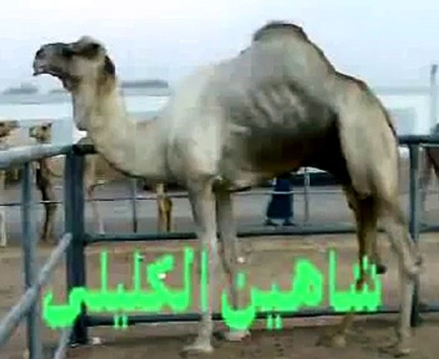 صور اشهر الزمول