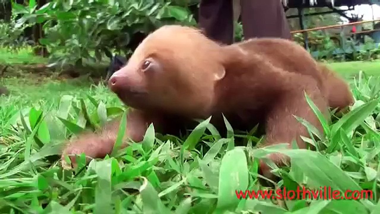 Le bébé paresseux est un animal très drôle !