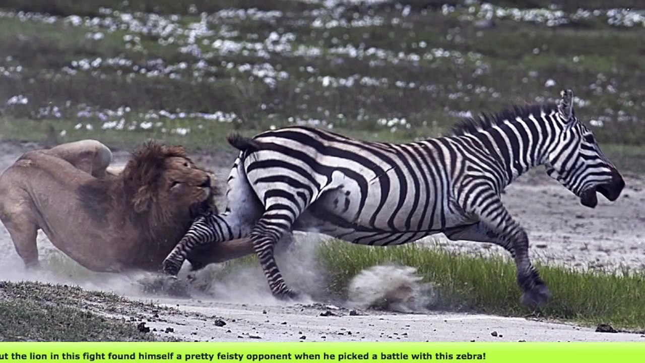 Lion gets kick in the face by Zebra desperate to survive