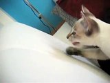 Siamese Kitten Making Funny Noises at a Fly