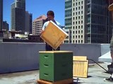 Urban Bee Hive -  Colony Collapse Disorder Solution