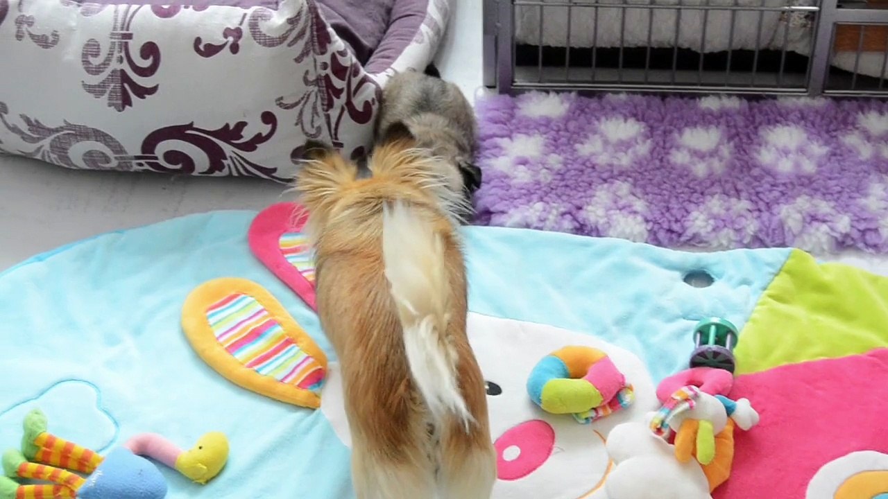 Léo , 5 semaines, et sa grande soeur Isis, 1 an et demi. Même pas peur