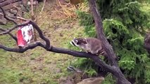 Tierische Bescherung im Erlebnis-Zoo Hannover