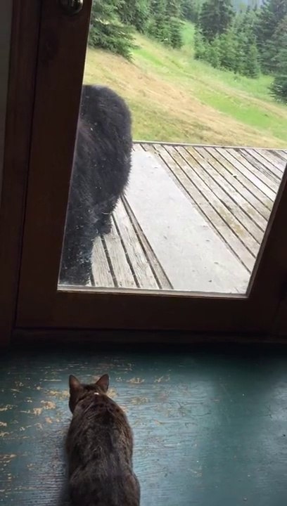 Ours vs Chat: ne jamais sous-estimer un chat