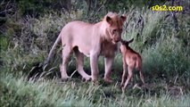 Amazing - Lions and baby animal - Cute animals ^_^