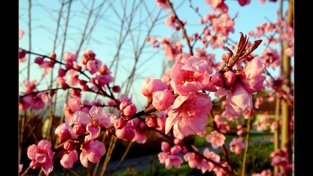 Le Printemps - Vivaldi