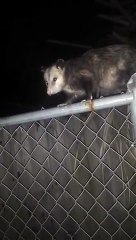 Une femme ivre parle avec un opossum