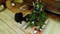 The crazy speaking cats Nikki & Kathi cleaning up Christmas-tree (deutsche Sprechblasen)