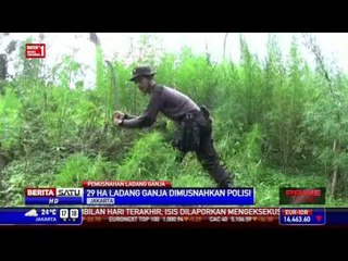 29 Hektare Ladang Ganja Dimusnahkan
