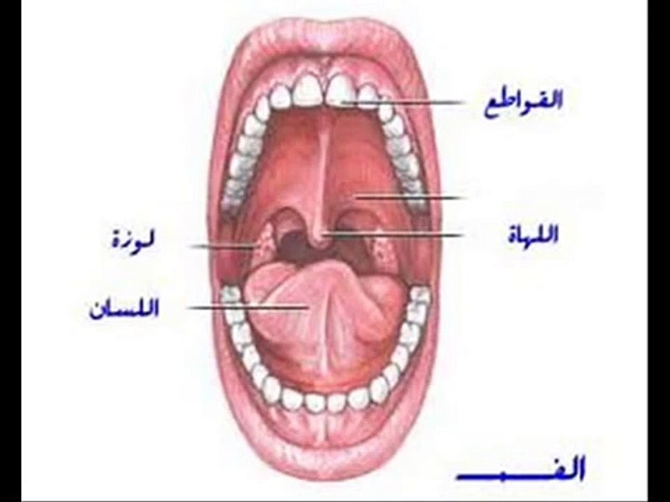 الجهاز الهضمى فى الانسان