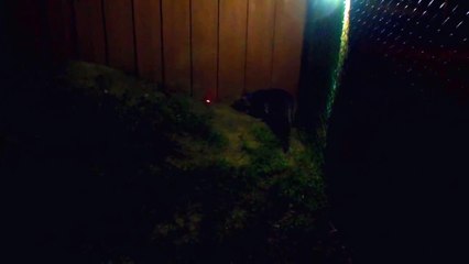 Putin the Cat in Night Red Dot Training