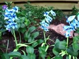 Origami Bluebells