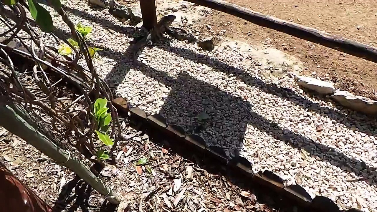 Mexican Iguana