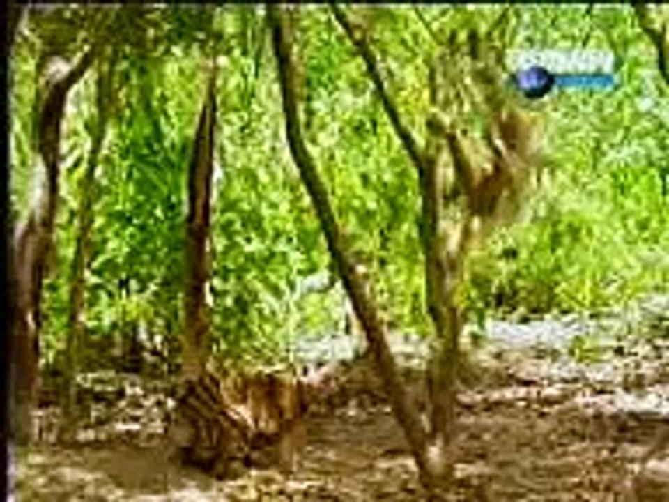 FUNNY MONKEY LION FIGHT.3gp