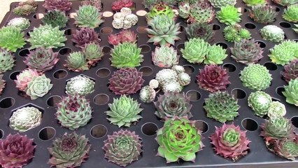 Succulent Plug Trays - An Introduction
