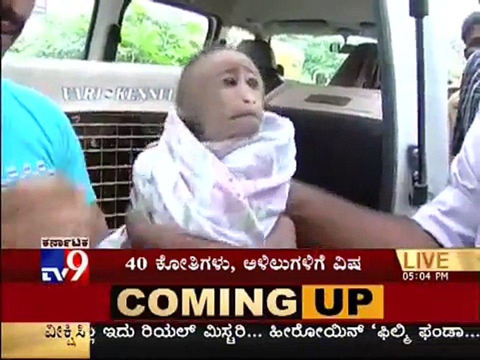 TV9 - 11 monkeys poisoned to death In Bangalore