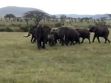 Charging Elephant Tanzania - Serengeti