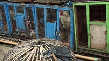 Chickens And Birds In Dirty Cages Pramuka Animal Market Indonesia
