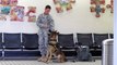 K-9 Dog, Police Dog, George Bush Airport, Houston, Texas, United States, North America