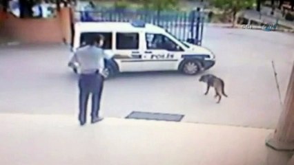 Komiser yardımcısı durduk yere köpek vurdu