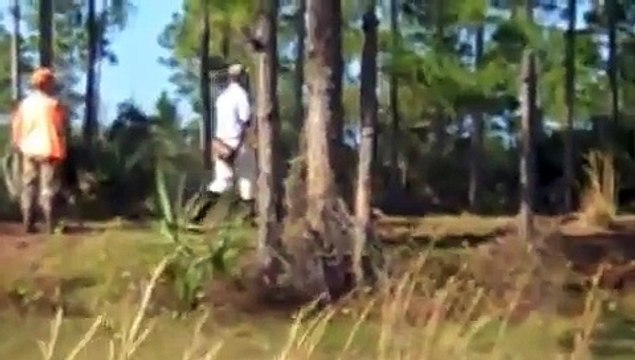 Quail Hunting French Pointer- Braque Francais Pyrennes- video 2